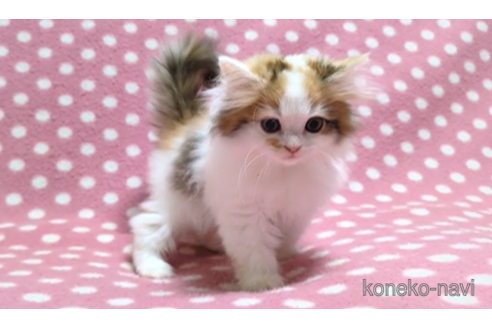 成約済の愛知県のミヌエット-98806の4枚目